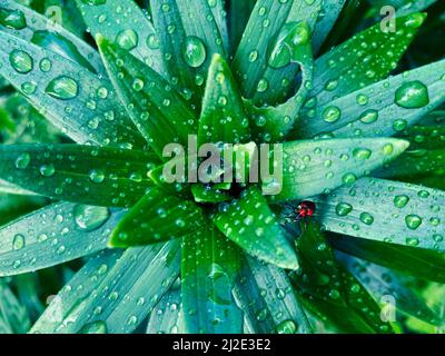 Raindrops on the leaves. Green lily leaves after rain. A small red beetle on a wet plant Stock Photo