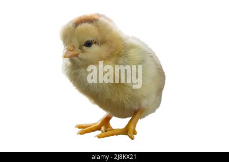 Cute little chicken isolated on white background Stock Photo