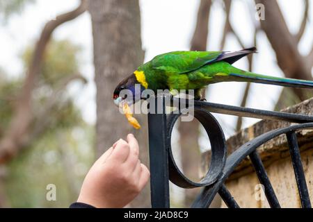 Person feeding a Australian ringneck parrot (Barnardius zonarius semitorquatus), Western Australia, Australia Stock Photo