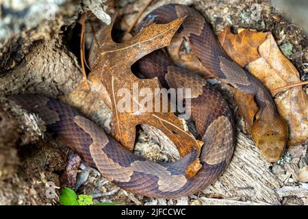 Eastern copperhead (Agkistrodon contortrix) - Bracken Preserve, Brevard, North Carolina, USA Stock Photo