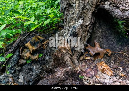 Eastern copperhead (Agkistrodon contortrix)  hiding in tree stump - Bracken Preserve, Brevard, North Carolina, USA Stock Photo