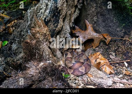 Eastern copperhead (Agkistrodon contortrix)  hiding in tree stump - Bracken Preserve, Brevard, North Carolina, USA Stock Photo