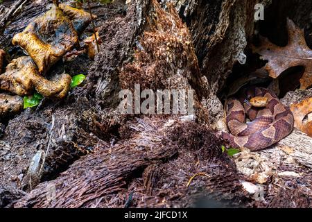 Eastern copperhead (Agkistrodon contortrix)  coiled in tree stump while an eastern garter snake (Thamnophis sirtalis sirtalis) pokes its head out near Stock Photo