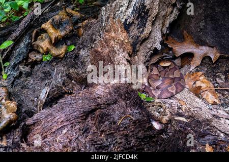 Eastern copperhead (Agkistrodon contortrix)  coiled in tree stump while an eastern garter snake (Thamnophis sirtalis sirtalis) pokes its head out near Stock Photo