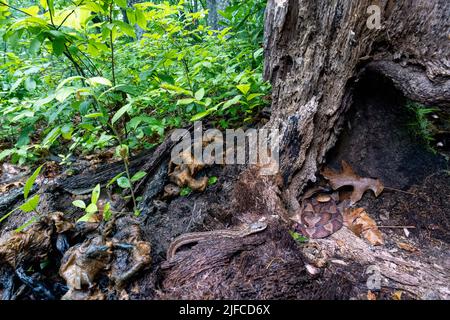 Eastern copperhead (Agkistrodon contortrix)  coiled in tree stump while an unsuspecting eastern garter snake (Thamnophis sirtalis sirtalis) approaches Stock Photo