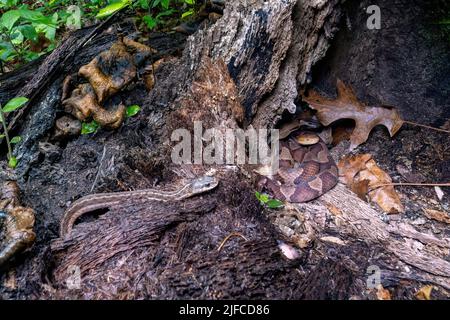 Eastern copperhead (Agkistrodon contortrix)  coiled in tree stump while an unsuspecting eastern garter snake (Thamnophis sirtalis sirtalis) approaches Stock Photo