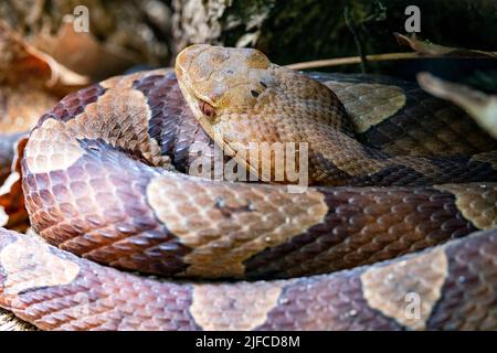 Close-up of coiled eastern copperhead (Agkistrodon contortrix) - Bracken Preserve, Brevard, North Carolina, USA Stock Photo