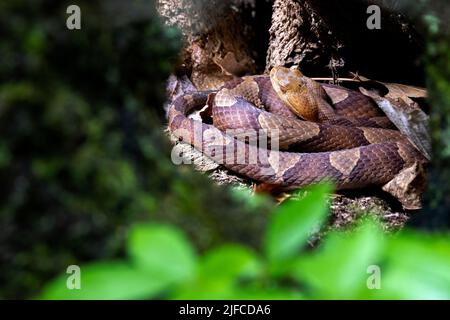 Eastern copperhead (Agkistrodon contortrix)  coiled in tree cavity - Bracken Preserve, Brevard, North Carolina, USA Stock Photo