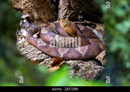 Eastern copperhead (Agkistrodon contortrix)  coiled in tree cavity - Bracken Preserve, Brevard, North Carolina, USA Stock Photo