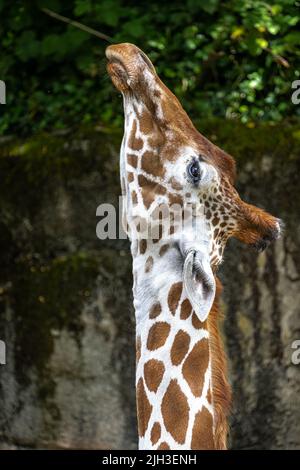 Reticulated Giraffe (Giraffa camelopardalis reticulate) Stock Photo