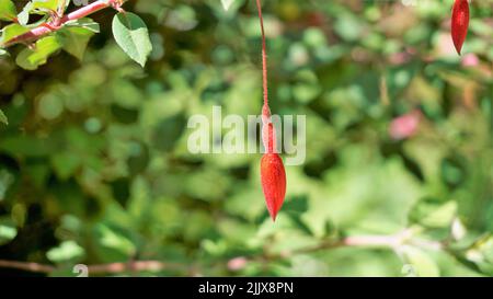 Beautiful flowers of Fuchsia magellanica also known as Fuchsia, Hardy fuchsia, Dollar Princess. Red colour hanging flowers with natural background. Stock Photo