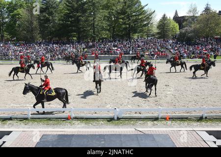 Officers from the RCMP Musical ride arrive for a performance in Ottawa, Ontario on Wednesday May 18, 2022. Stock Photo