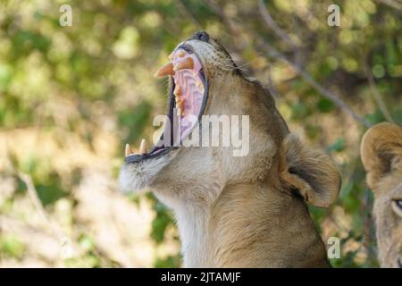 Portrait of Lioness with wide open mouth displaying her large teeth. Blurry background. Chobe National Park, Botswana, Africa Stock Photo