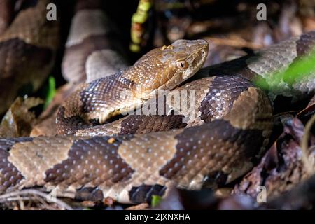 Close-up of eastern copperhead (Agkistrodon contortrix) - Pisgah National Forest, Brevard, North Carolina, USA Stock Photo