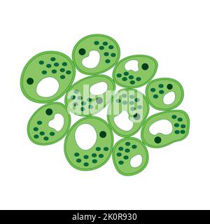 Scientific Designing of Parenchyma Structure. The Simple Permanent Tissue. Colorful Symbols. Vector Illustration. Stock Vector