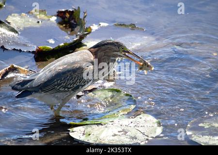 A juvenile green heron with a fish in its beak among lily pads at Burnaby Lake Regional Park's Piper Spit. Stock Photo