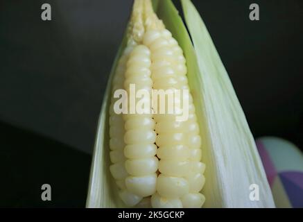 Delectable boiled Peruvian corn or Cuzco corn called Choclo, a popular snack found in Cuzco region of Peru, South America Stock Photo