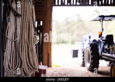 A close-up shot of ropes hanging on a wall in the inside of a barn Stock Photo