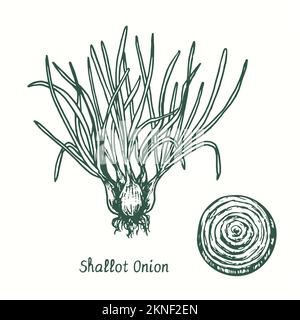 Shallot onion  plant and cut slice.  Ink black and white doodle drawing in woodcut style Stock Photo