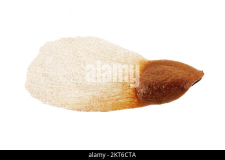 Picea pungens, Blue spruce, Blau-Fichte, close up, seed Stock Photo