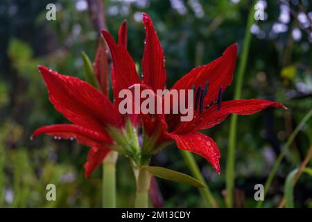 Huge bright red lily flower Amaryllis in the garden with water drops on the petals Stock Photo