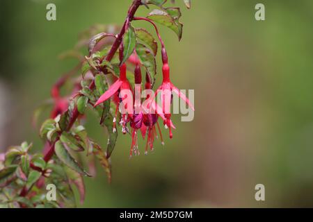 A closeup of Fuchsia magellanica, commonly known as the hummingbird fuchsia. Stock Photo