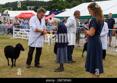 Black Hebridean sheep (award-winning prizewinning pedigree ewes rams) & farmers at presentation - The Great Yorkshire Show, Harrogate England UK. Stock Photo