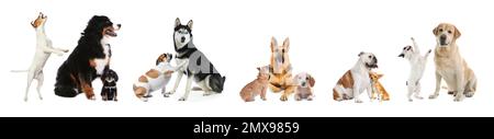 Collage with different dogs on white background. Banner design Stock Photo