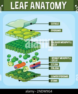 Internal structure of leaf diagram illustration Stock Vector