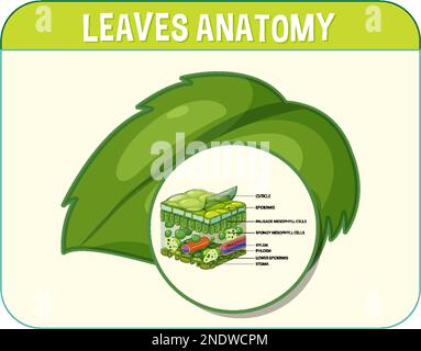 Internal structure of leaf diagram illustration Stock Vector