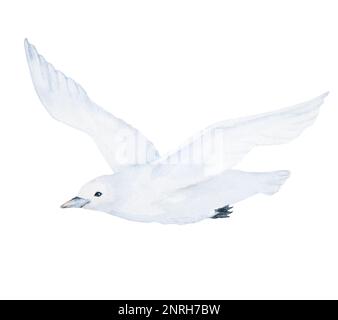 White seagull watercolor illustration isolated on white background Stock Photo