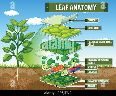 Internal structure of leaf diagram illustration Stock Vector