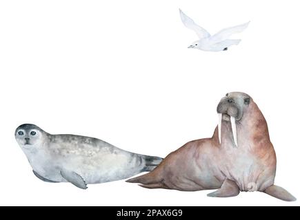 Walrus, seal and seagull watercolor illustration isolated on white background Stock Photo