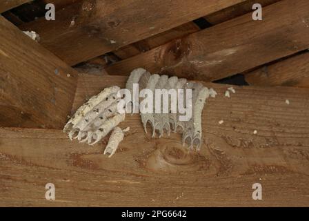 Organ Pipe Mud Dauber (Trypoxylon politum) nests, group in sheltered location, Florida (U.) S. A Stock Photo