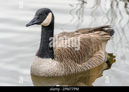 Canada goose, Branta canadensis, Burnaby Lake Regional Park, Burnaby, British Columbia, Canada Stock Photo