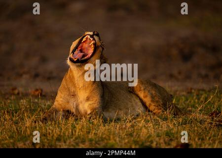 Lioness (Panthera leo) lies in grass yawning twisting head in Chobe National Park; Chobe, Botswana Stock Photo