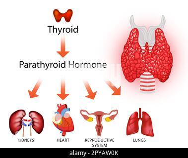 Illustration of thyroid gland and different icons showing its affect on ...