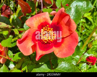 Close-up photo of a red spring flower Stock Photo