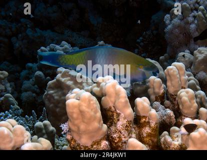 A Rusty Parrotfish (Scarus ferrugineus) in the Red Sea, Egypt Stock Photo