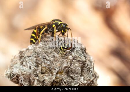 Wasp at a wasp nest. Wasp nest. Selective focus. Stock Photo