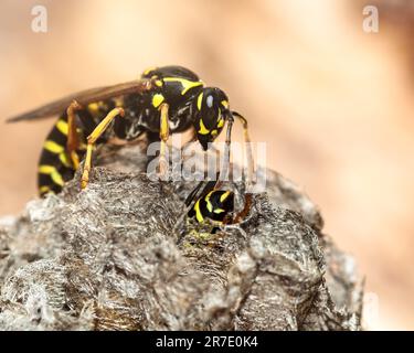 Wasp at a wasp nest. Wasp nest. Selective focus. Stock Photo