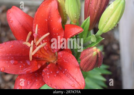 A deep red Asiatic lily bloom along with a group of unopened bulbs, growing together on one stalk, makes a beautiful natural bouquet. Water drops. Stock Photo