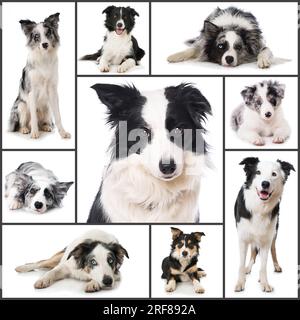 Collage of different border collie dogs pictures Stock Photo