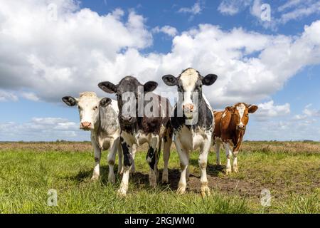 Group cows in front row, four black red and white pack together in a field, happy and joyful and a blue cloudy sky, wide view Stock Photo