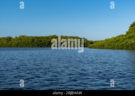 Looking out at a group of flamingos in the wetlands of Caroni on the island of Trinidad Stock Photo