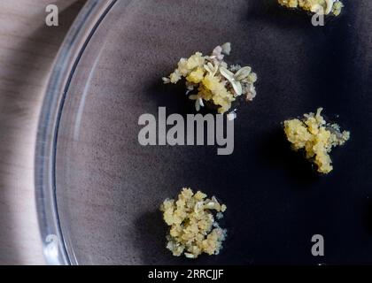 211108 -- KUNMING, Nov. 8, 2021 -- Photo taken on Oct. 20, 2021 shows somatic embryogenesis of cryopreserved embryogenic cells at the Germplasm Bank of Wild Species in Kunming, southwest China s Yunnan Province. The Germplasm Bank of Wild Species, located in the northern suburb of Kunming, capital of China s Yunnan Province, is a Noah s Ark for tens of thousands of species, including rare Davidia involucrata, Taxus himalayana and Rhinopithecus bieti. The Germplasm Bank of Wild Species has preserved 85,046 accessions from 10,601 species of wild plants, accounting for 36 percent of the number of Stock Photo