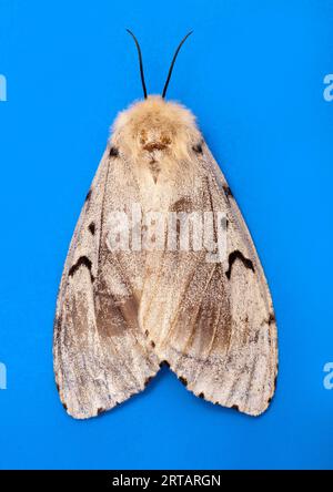 Gypsy moth, Lymantria dispar, FEMALE, also known as the spongy moth. Dorsal view Stock Photo