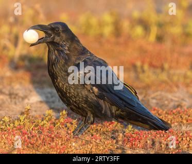 Common Raven with an egg stolen from unguarded birds nest. Palo Alto Baylands, California. Stock Photo