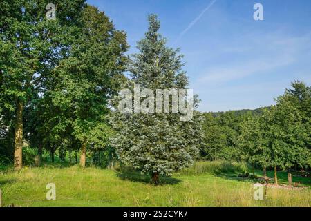 Blautanne Picea pungens, Friedhof, Vlotho an der Weser, Kreis Herford, Nordrhein-Westfalen, Deutschland *** Blue spruce Picea pungens, cemetery, Vlotho an der Weser, Herford district, North Rhine-Westphalia, Germany Stock Photo