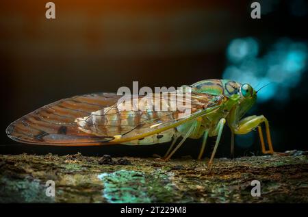 extreme macro close up of cricket Stock Photo